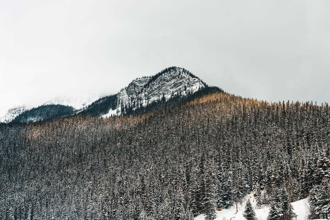 Foto d'estoc gratuïta de boscos, cel blanc, congelant