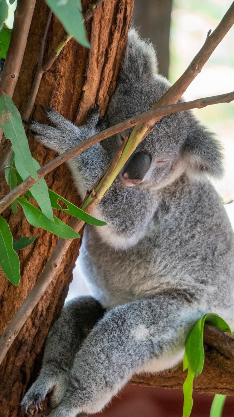 Koala On A Tree