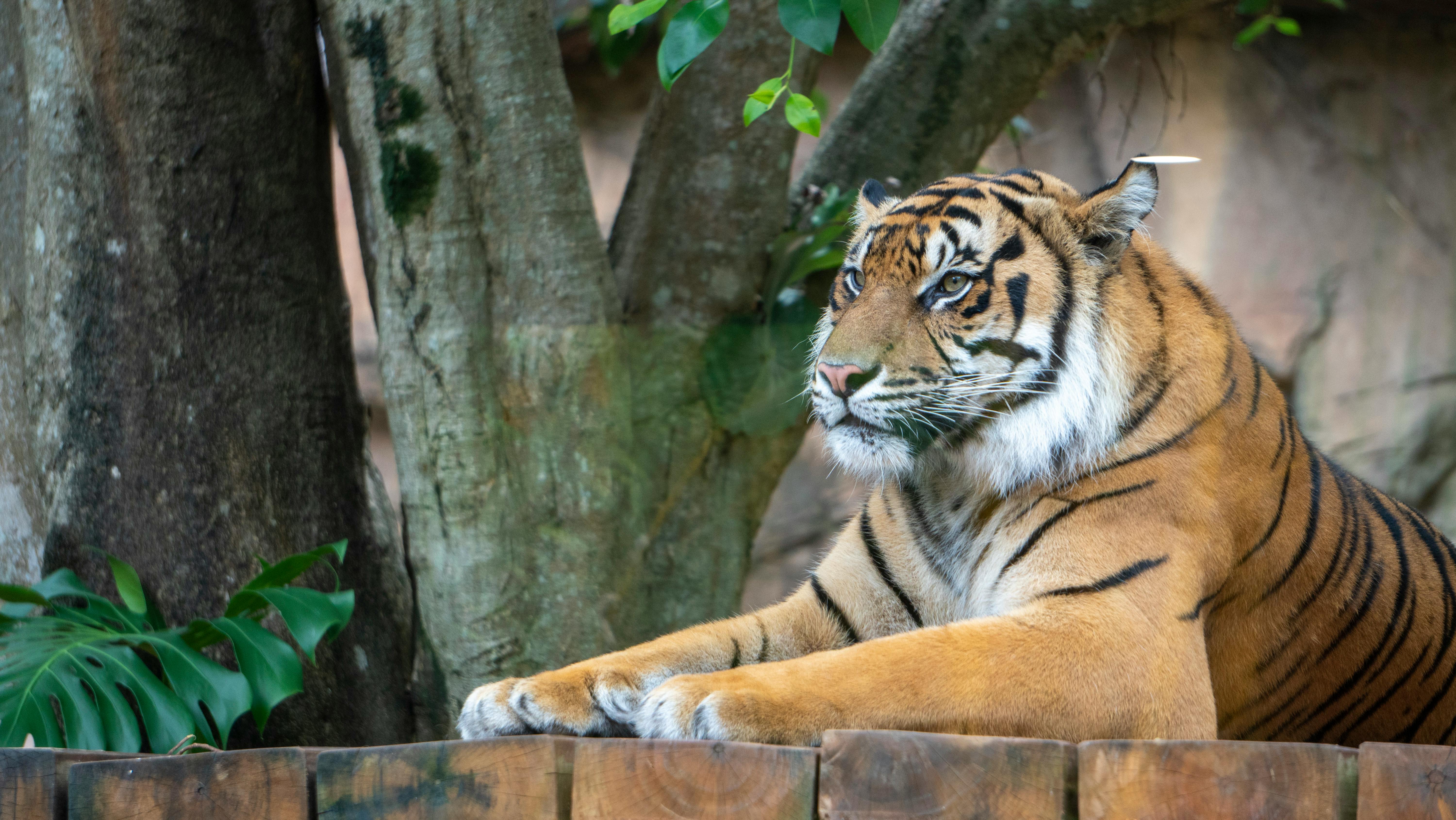 Close-up of a Bengal tiger lying under a tree displaying natural beauty and power. | BocaVibe