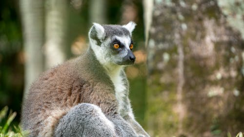 Close-Up Shot of a Lemur