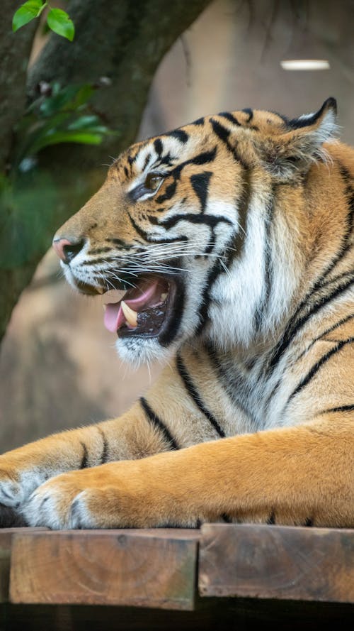 Tiger at the Zoo 