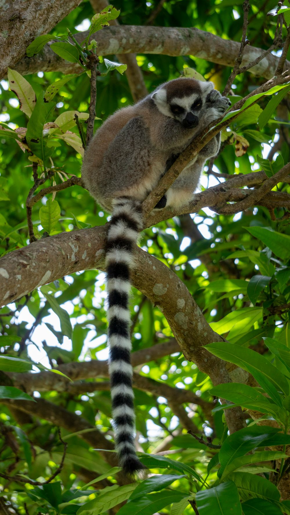 Lémur de cola anillada sobre rama en la selva tropical de Madagascar