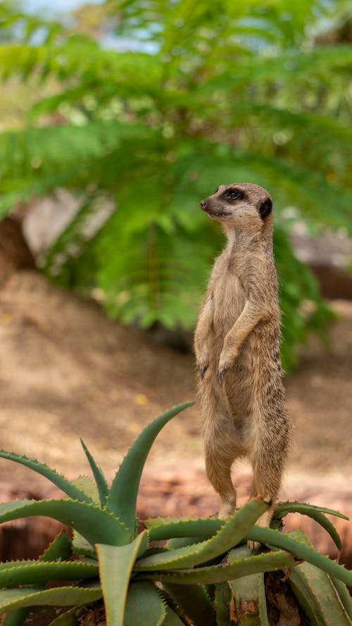 A Meerkat on a Cactus