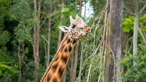 Free stock photo of africa, eating, giraffe