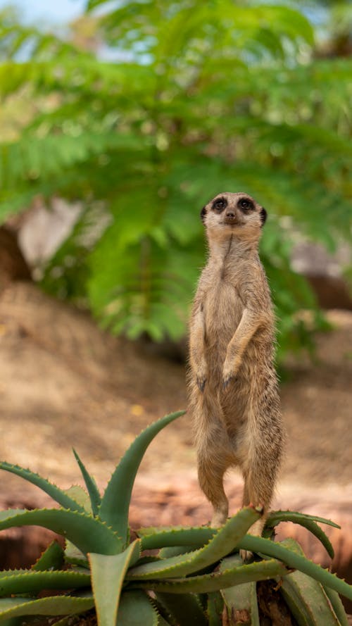 A Meerkat on a Cactus