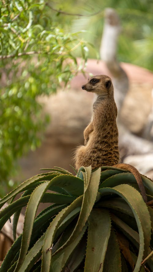 Free A Meerkat on a Cactus Stock Photo