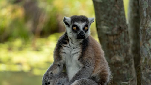 Close Up Photo of a Lemur