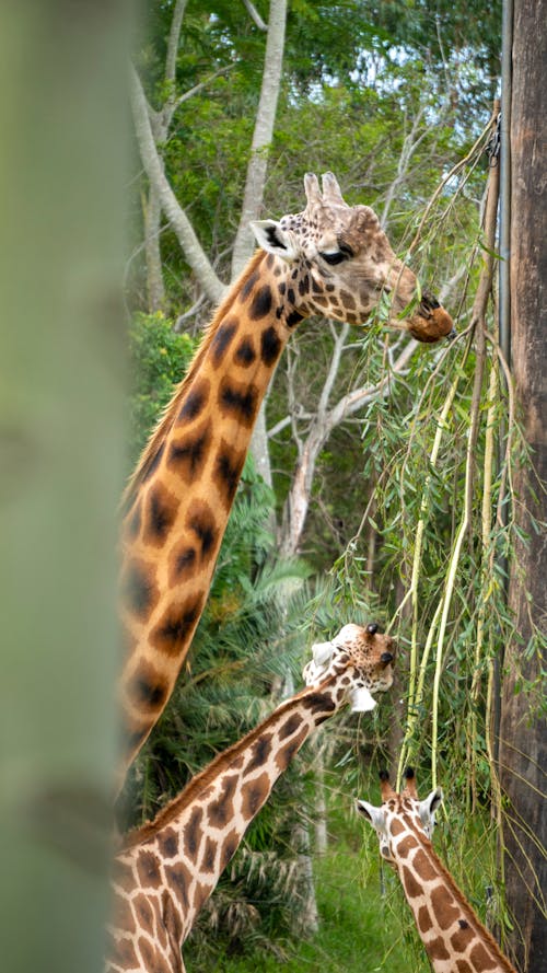 Free stock photo of africa, eating, giraffe