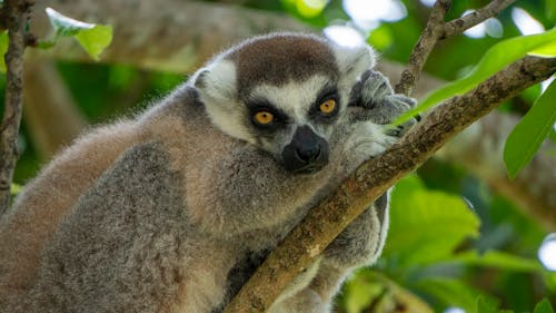 Close Up Shot of a Lemur