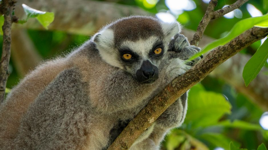 Ring-tailed lemur lounging on a tree branch in the forest.
