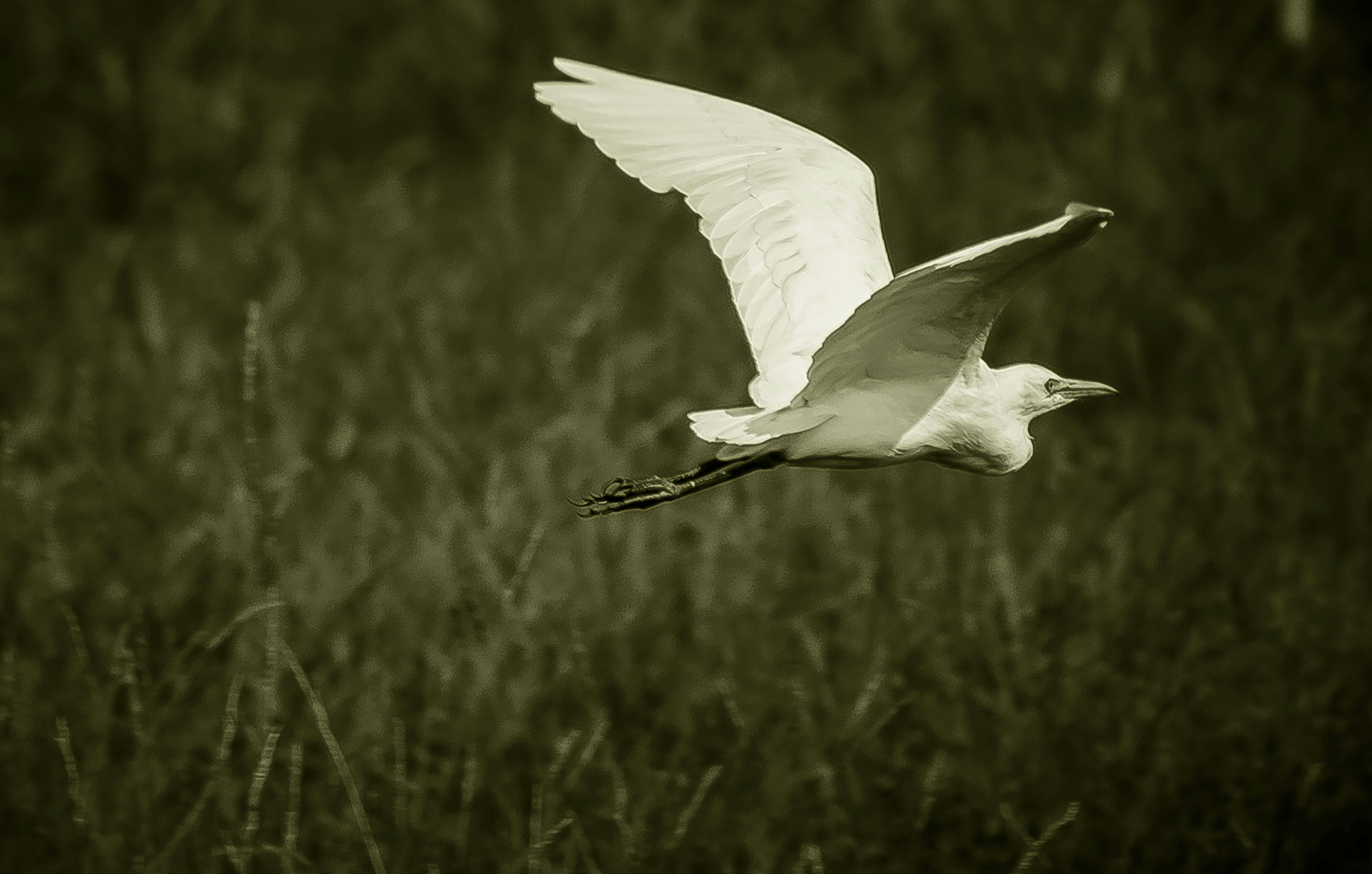 Free stock photo of bird, flying, white bird