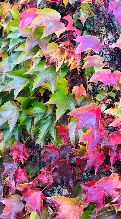 Photos gratuites de nature