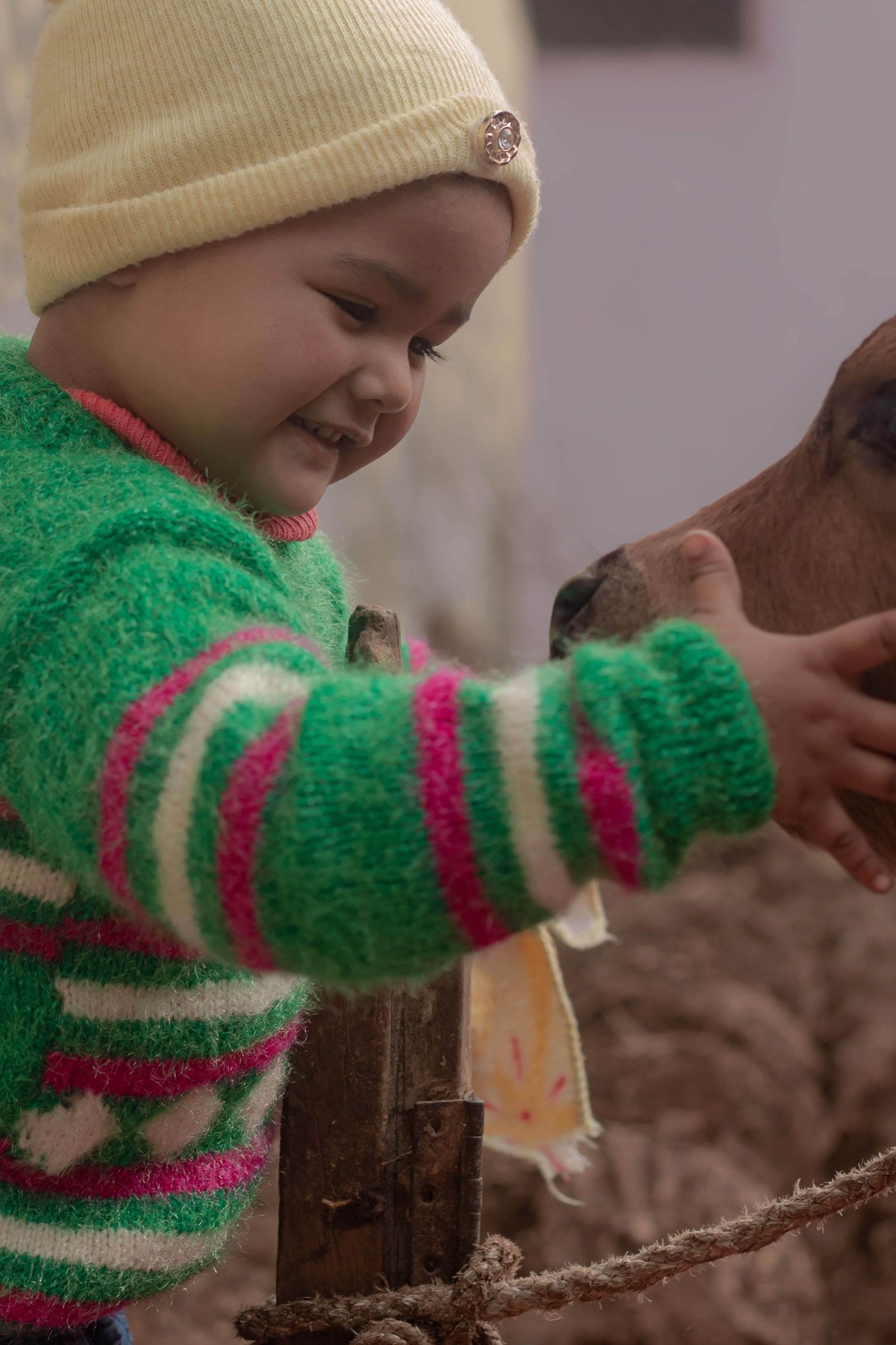 A young child in a winter outfit gently touches a calf at a farm, showcasing joy and affection.