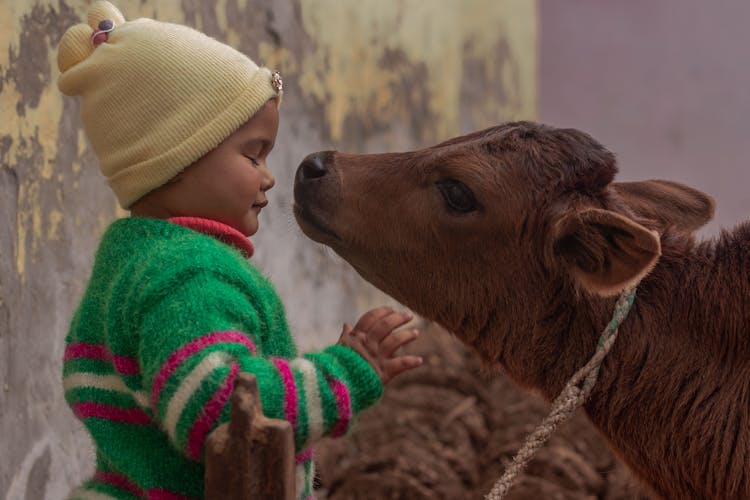 Child And Cow On Farm