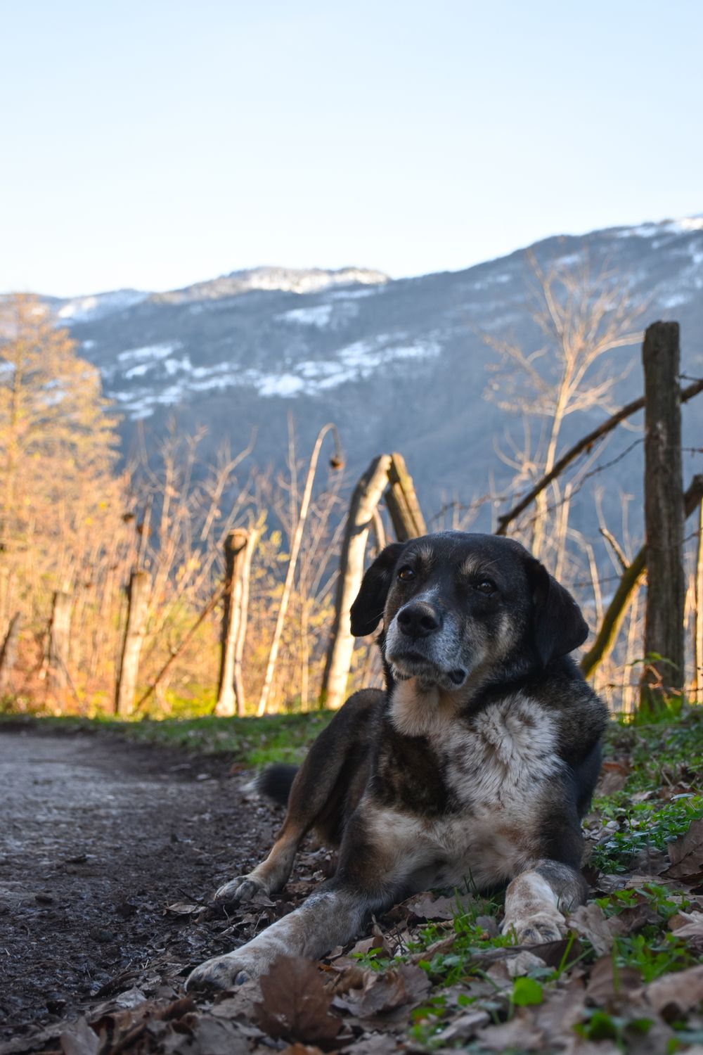 Dog resting on a mountain trail path with stunning peaks in the background