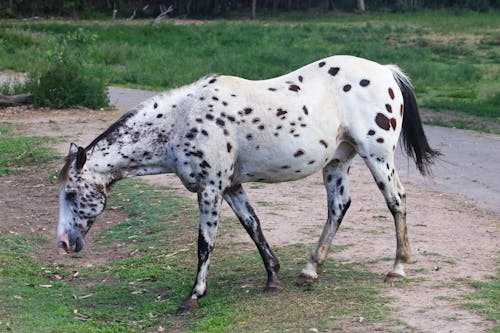 Fotos de stock gratuitas de animal, caballo, équidos