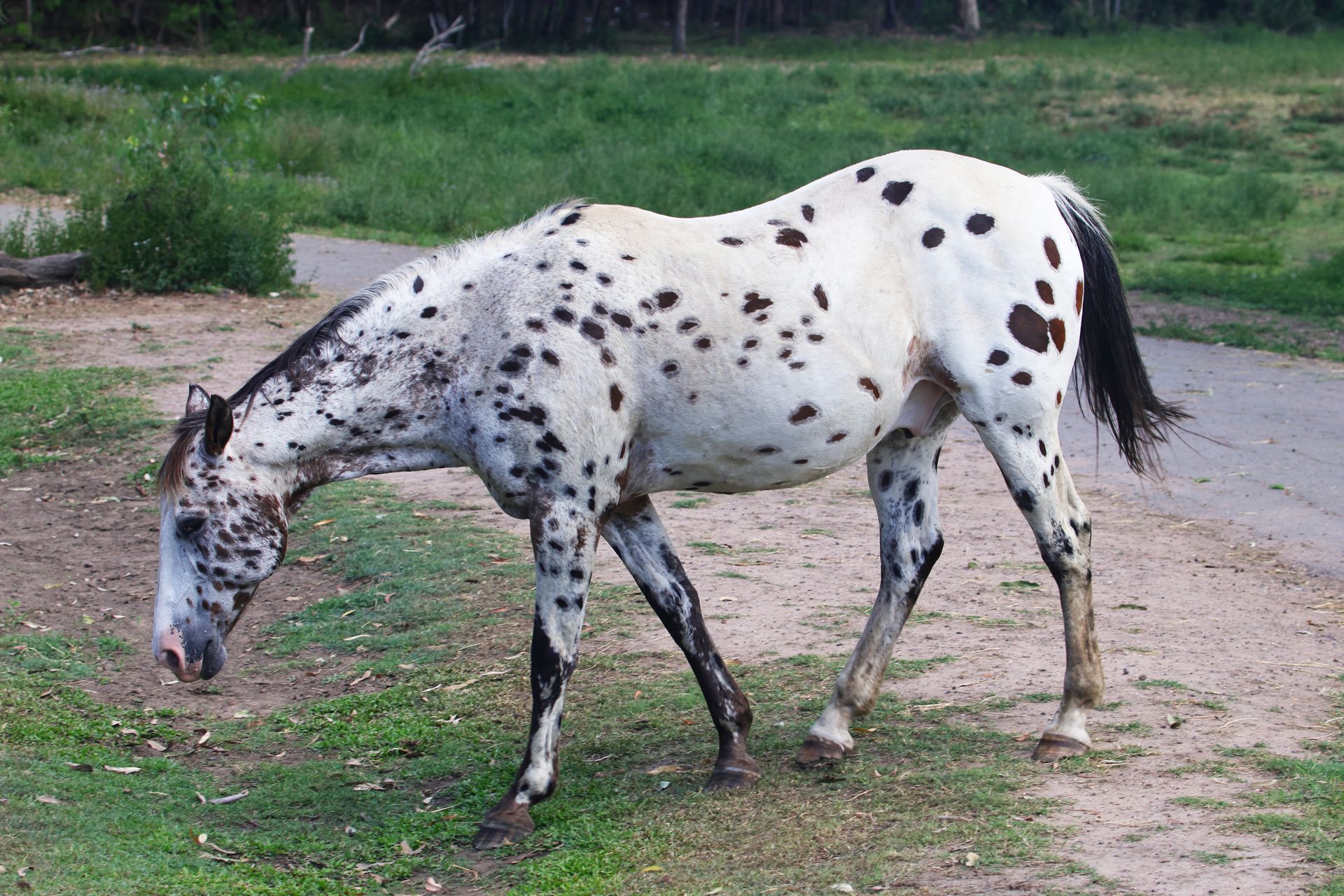 A beautiful Appaloosa horse grazing peacefully outdoors in a natural setting.