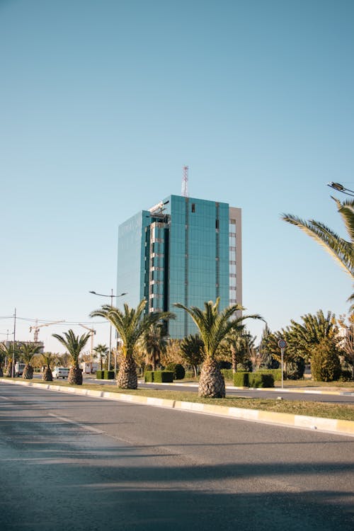 A Modern Skyscraper and Palm Trees in City 