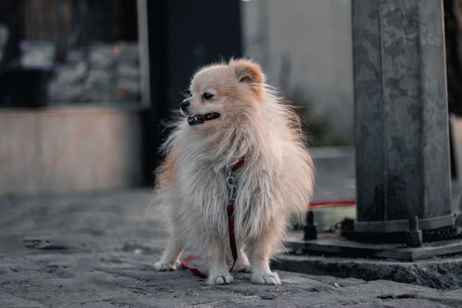 dog leash long line recall training biothane