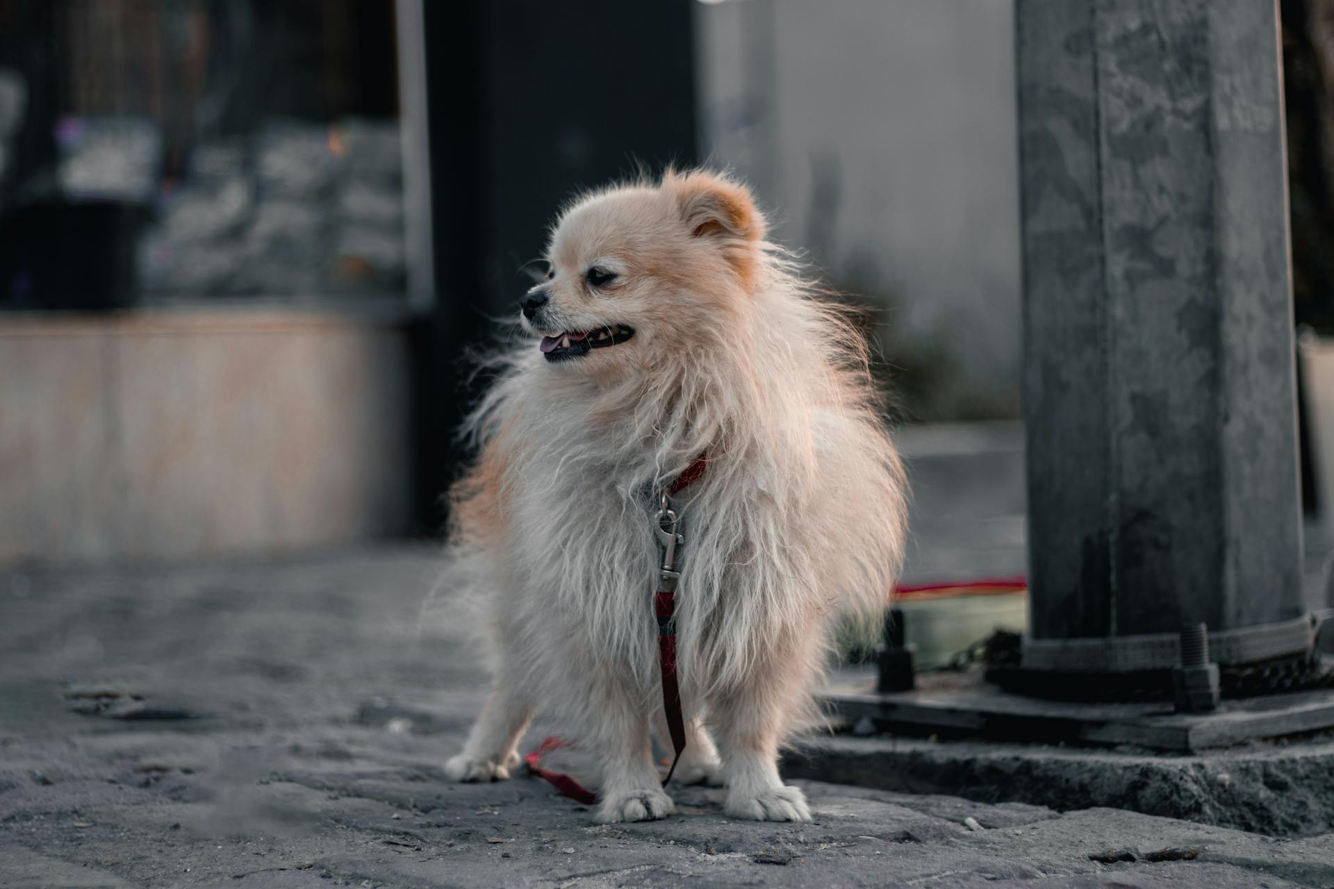 A Pomeranian With a Leash