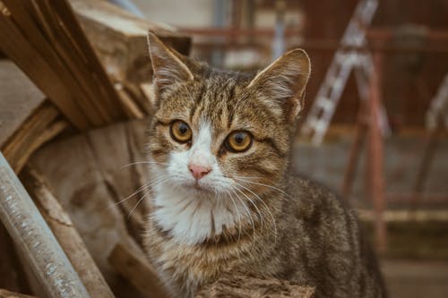 Portrait of a Tabby Cat