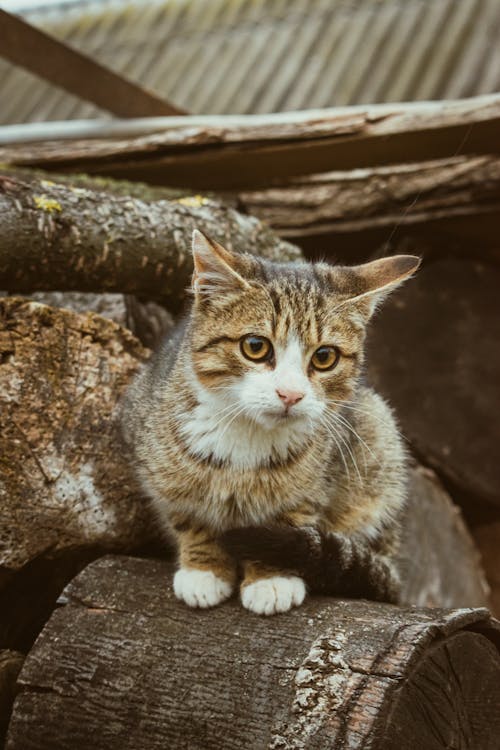 Close-Up Shot of a Tabby Cat 