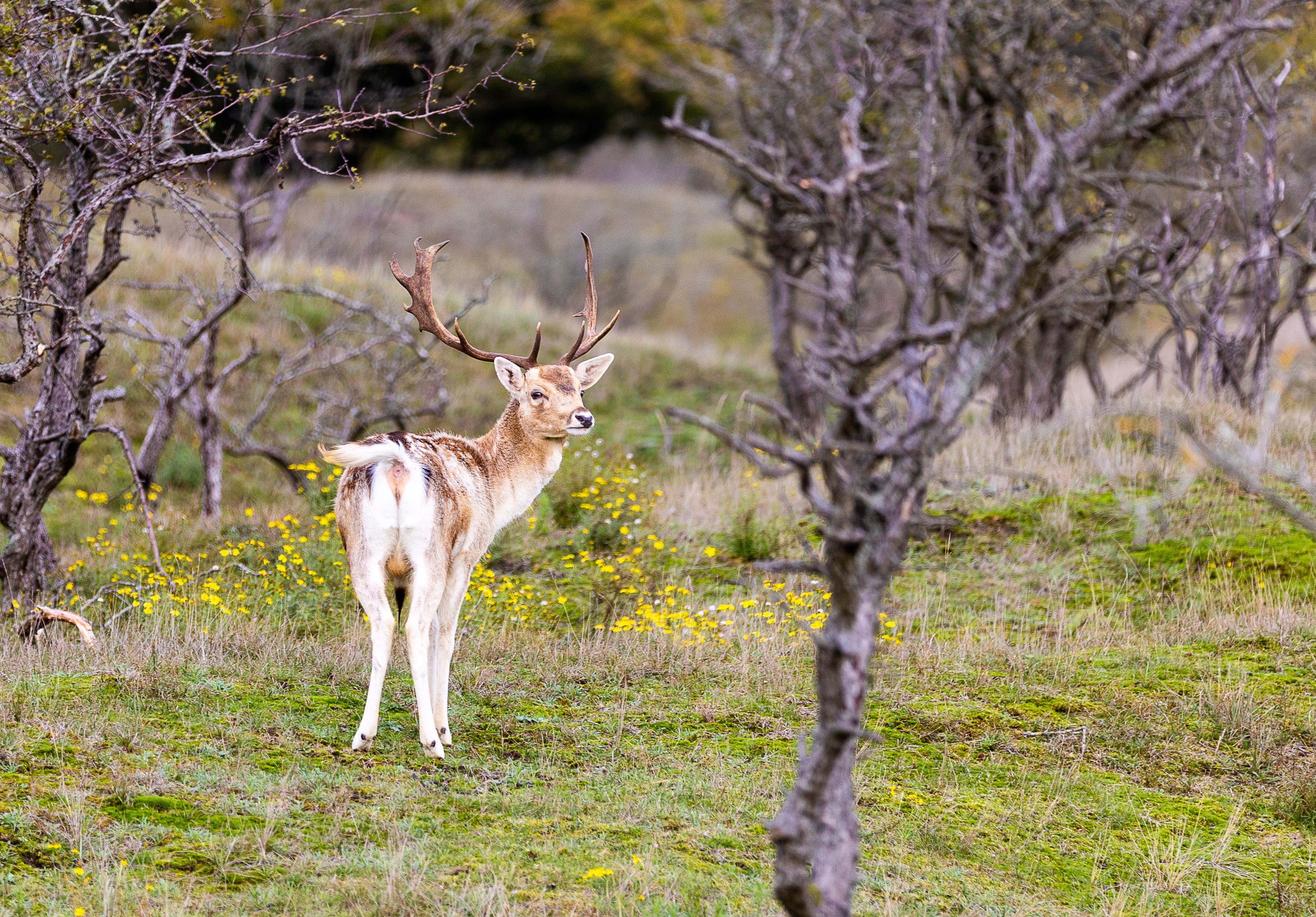 Two Deer Fighting In Nature Free Stock Photo