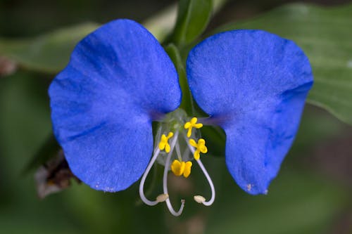 Gratis arkivbilde med blå, blå blomst, blomst