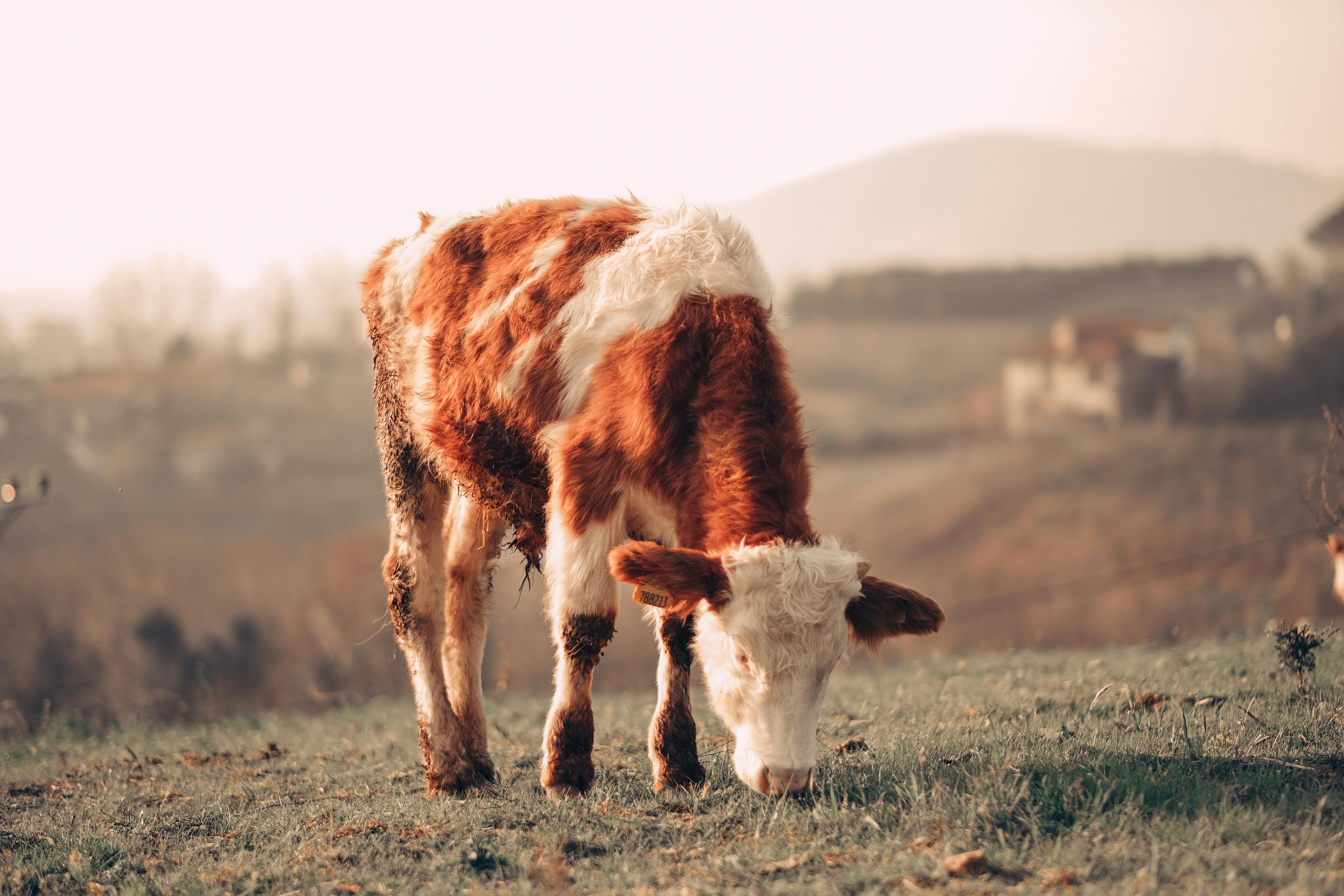 What are 3 things that can cause eating disorders?