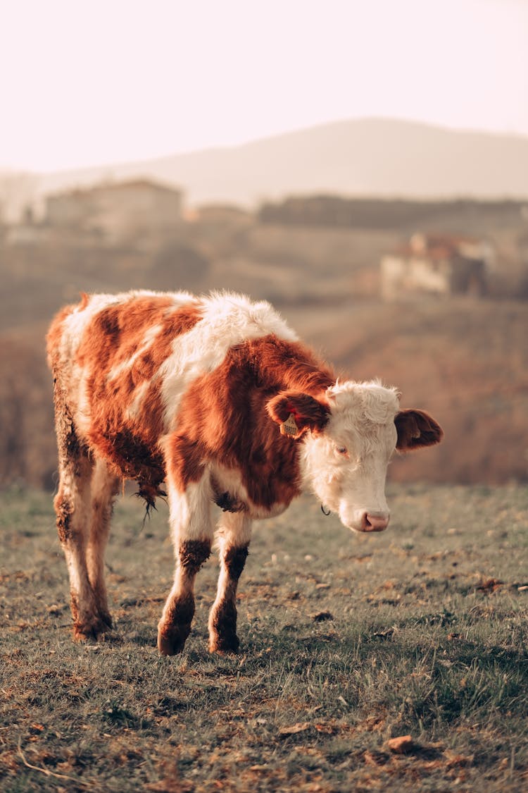 Cow On Pasture