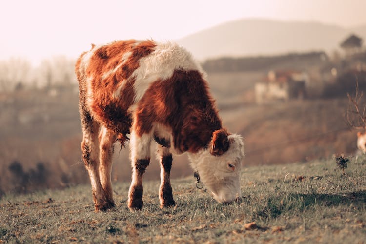 Calf On Farm