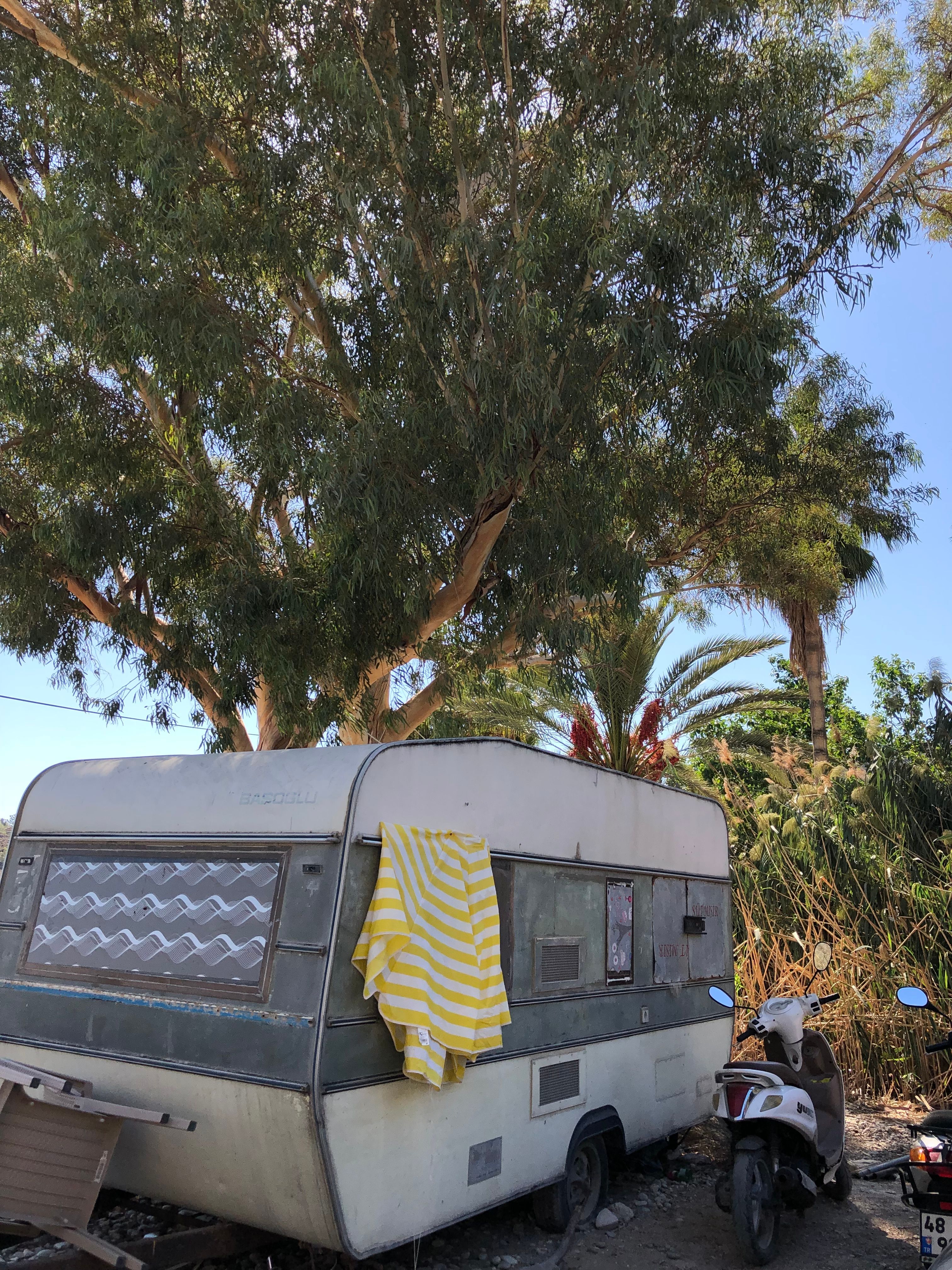 Camper Van under Tree in Wild Nature · Free Stock Photo