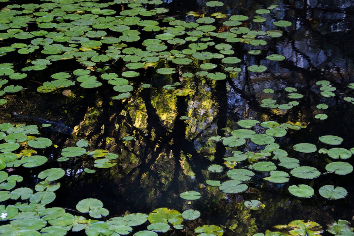  lotus pond