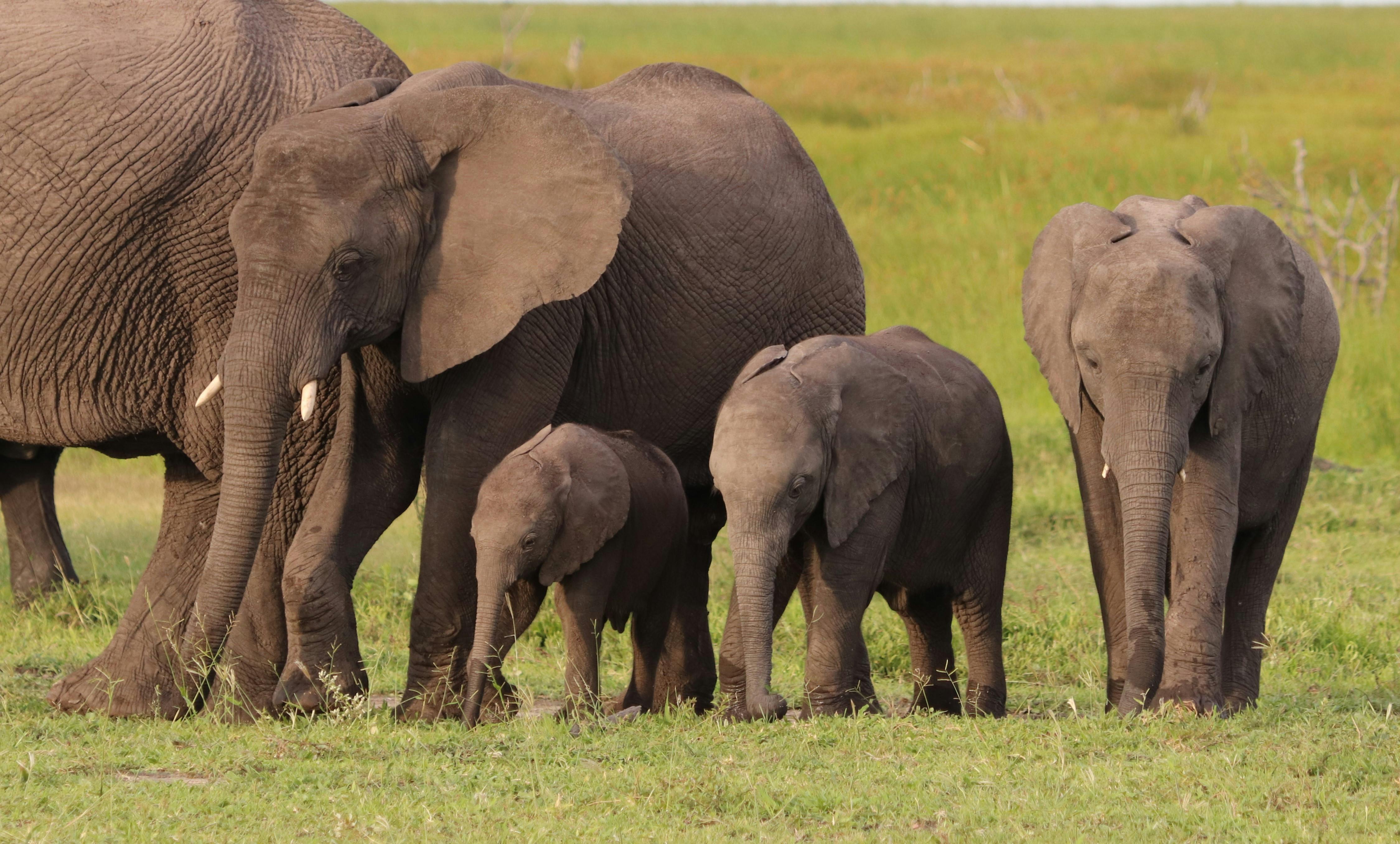 Roger Brown Photography