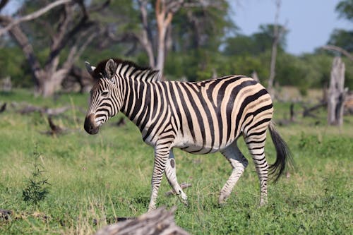 Foto profissional grátis de animal, equídeos, equino