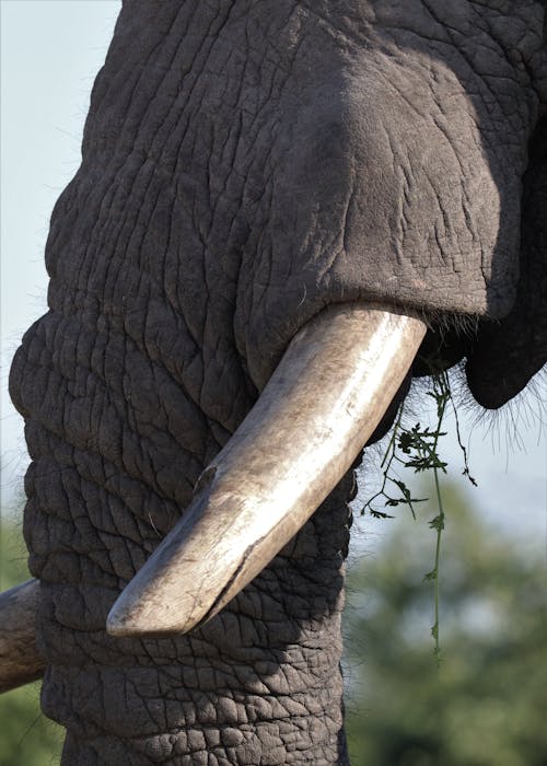 Close-up of Elephant Trunk with Tusk