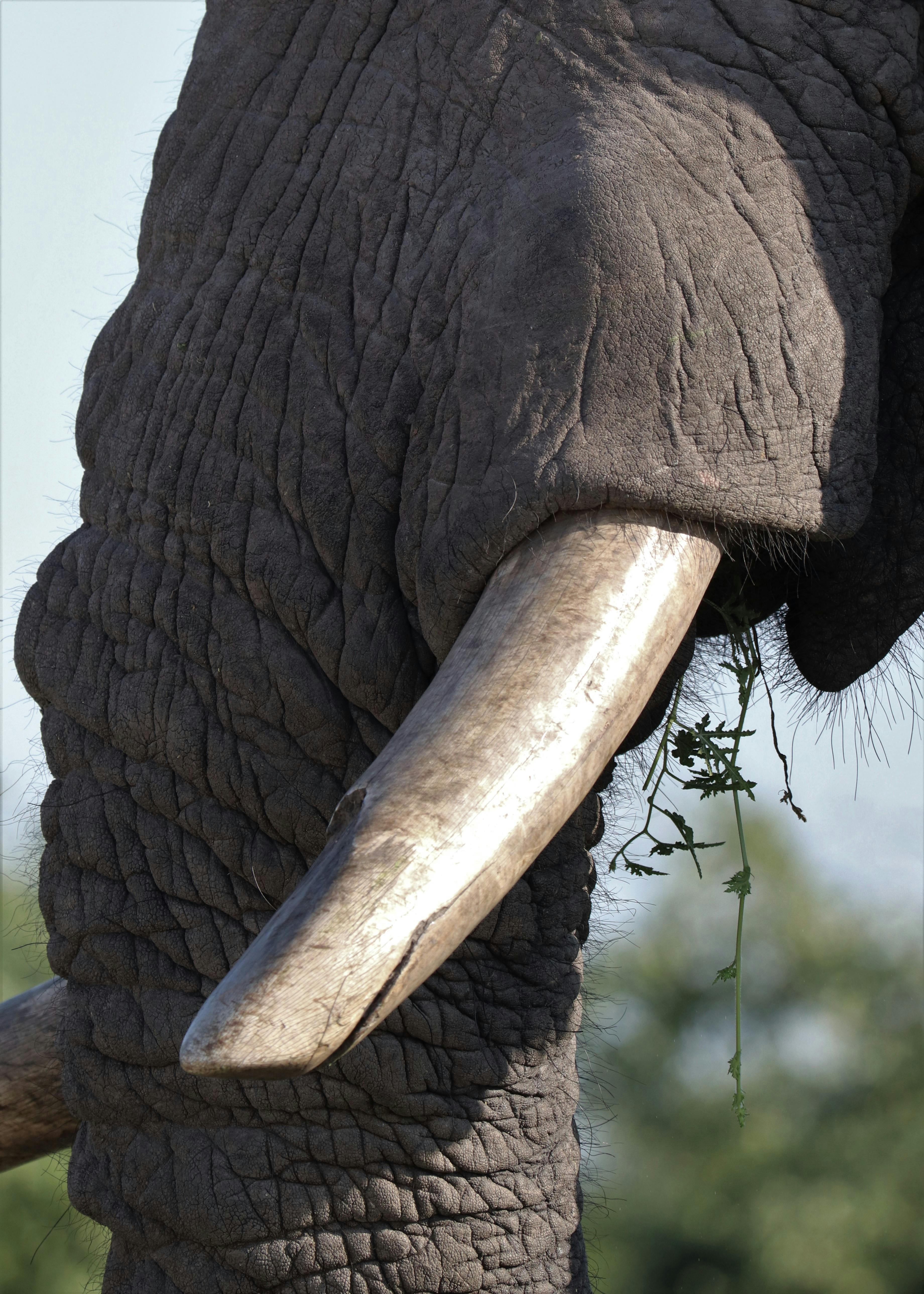 African Elephant With White Tusks And Long Trunk Stock Photo