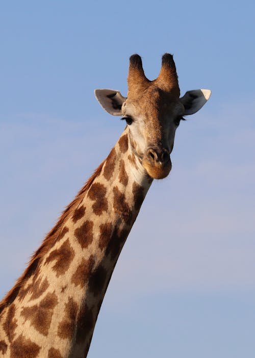 Head of Giraffe