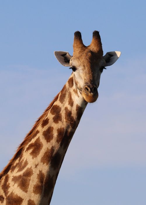 Free Intimate shot of a giraffe in its natural habitat with clear blue sky in the background. Stock Photo