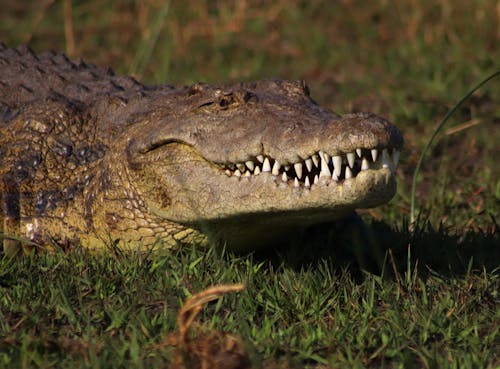 Alligator on Grass in Wild Nature