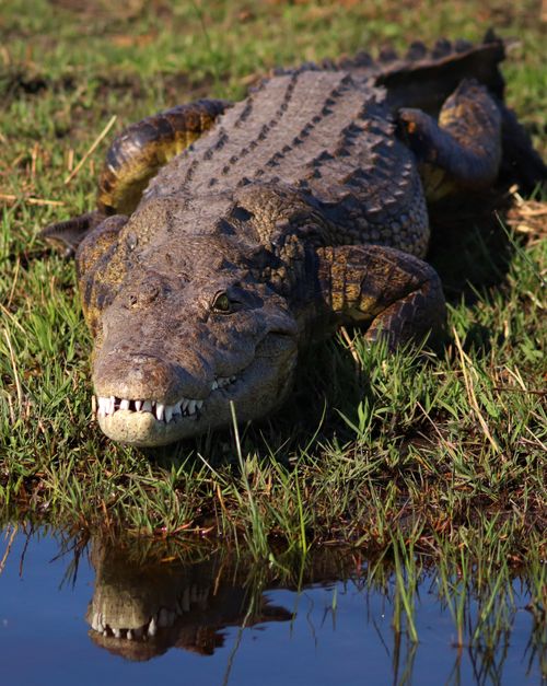 Free Close-up photo of a crocodile resting by a body of water, showcasing its powerful jaws. Stock Photo