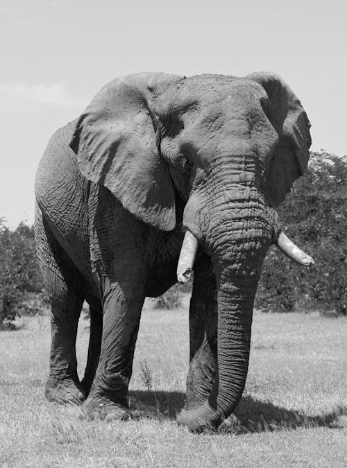 Gratis lagerfoto af afrika, dyr, elefant