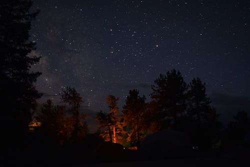 무료 야간 동안 나무의 실루엣 스톡 사진