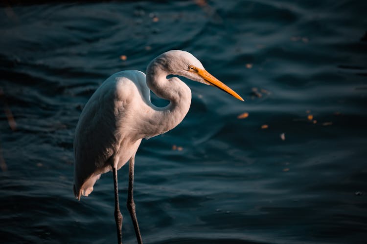 An Eastern Great Egret On Water