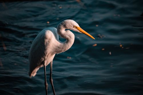 Free A stunning Eastern Great Egret with striking yellow beak standing by the dark water. Stock Photo