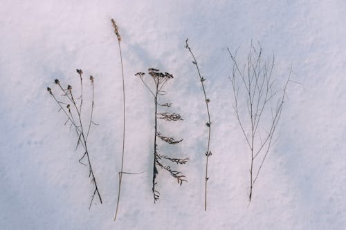 Dry Plants on the Snow 