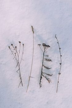 Delicate dry plants arranged on snow, capturing the essence of winter nature.