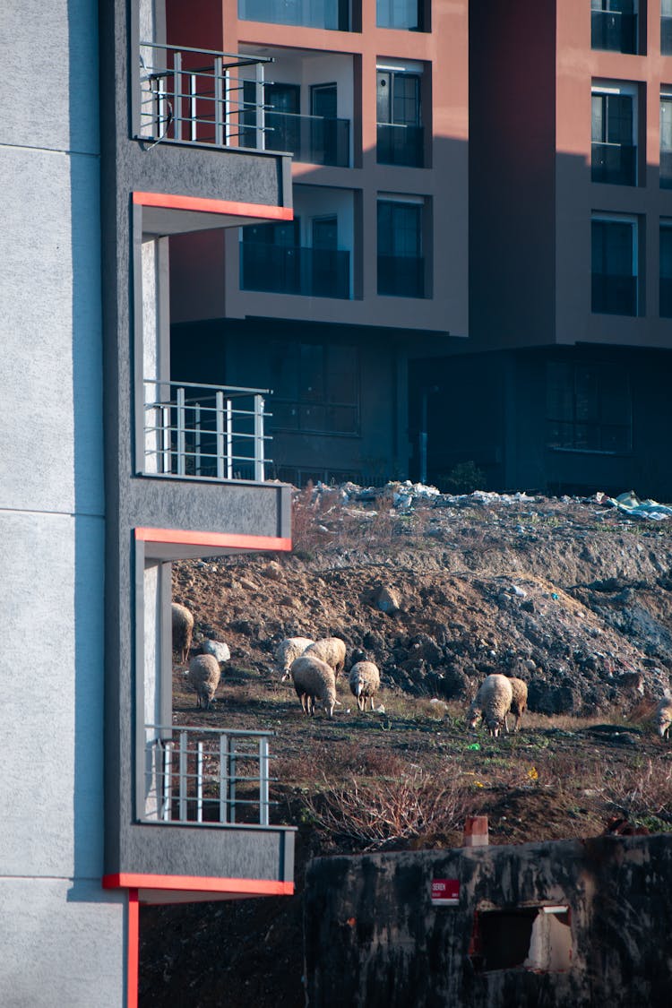 Sheep Grazing Near Modern Residential Buildings