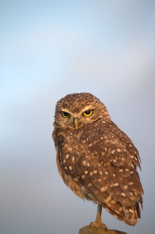 Close-Up Shot of a Burrowing Owl 