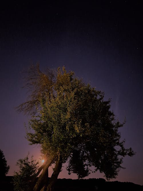 Darmowe zdjęcie z galerii z drzewo, noc, nocne niebo
